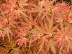 Japanse Esdoorn (Acer Palmatum 'Wilson's Pink Dwarf') -Tuinplantenwinkel acer p. wilsons pink dwarf 1
