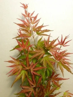 Japanse Esdoorn (Acer Palmatum 'Wilson's Pink Dwarf') -Tuinplantenwinkel acer p. wilsons pink dwarf 2