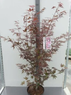 Japanse Esdoorn (Acer Palmatum 'Atropurpureum') -Tuinplantenwinkel acer palm. atropurpureum c10