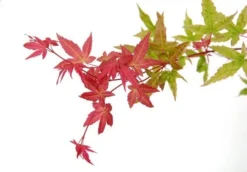 Japanse Esdoorn (Acer Palmatum 'Beni-maiko') -Tuinplantenwinkel acer palm. beni maiko zoom