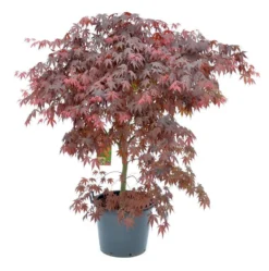 Japanse Esdoorn (Acer Palmatum 'Bloodgood') -Tuinplantenwinkel acer palm. bloodgood c50