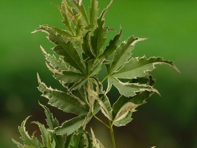 Japanse Esdoorn (Acer Palmatum 'Butterfly') 6 Japanse Esdoorn (Acer Palmatum 'Butterfly') - Afbeelding 6