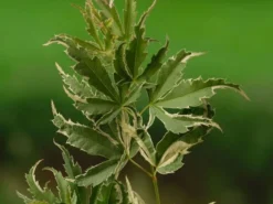 Japanse Esdoorn (Acer Palmatum 'Butterfly') -Tuinplantenwinkel acer palm. butterfly 1