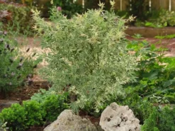 Japanse Esdoorn (Acer Palmatum 'Butterfly') -Tuinplantenwinkel acer palm. butterfly 2