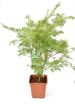 Japanse Esdoorn (Acer Palmatum 'Butterfly') -Tuinplantenwinkel acer palm. butterfly c14 3