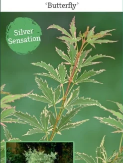 Japanse Esdoorn (Acer Palmatum 'Butterfly') 17 Japanse Esdoorn (Acer Palmatum 'Butterfly') -Tuinplantenwinkel acer palm. butterfly c3 4 1