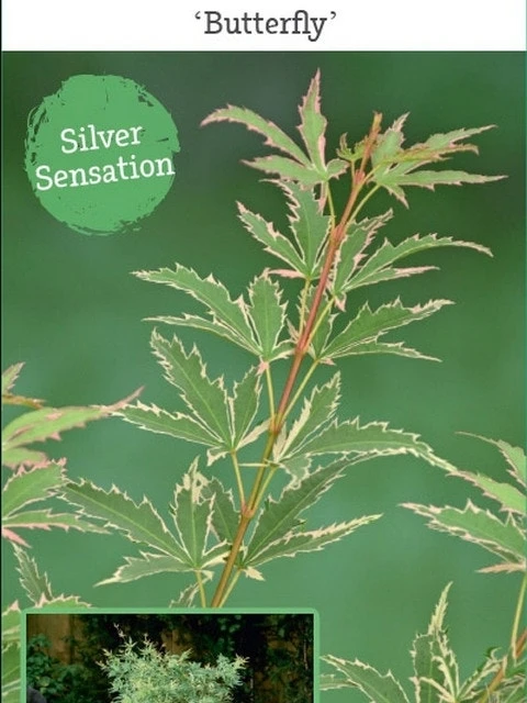 Japanse Esdoorn (Acer Palmatum 'Butterfly') 7 Japanse Esdoorn (Acer Palmatum 'Butterfly') - Afbeelding 7