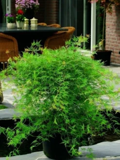 Japanse Esdoorn (Acer Palmatum 'Emerald Lace') -Tuinplantenwinkel acer palm. emerald lace 2