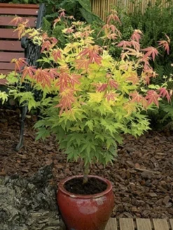 Japanse Esdoorn (Acer Palmatum 'Orange Dream') 31 Japanse Esdoorn (Acer Palmatum 'Orange Dream') -Tuinplantenwinkel acer palm. orange dream 2 1