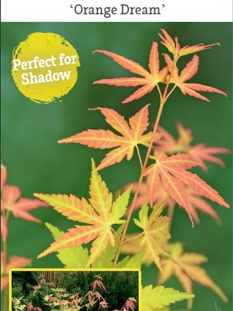Japanse Esdoorn (Acer Palmatum 'Orange Dream') 15 Japanse Esdoorn (Acer Palmatum 'Orange Dream') - Afbeelding 15