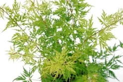 Japanse Esdoorn (Acer Palmatum 'Seiryu') -Tuinplantenwinkel acer palm. seiryu