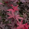 Japanse Esdoorn (Acer Palmatum 'Twombly's Red Sentinel')