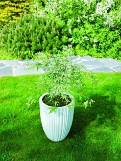 Japanse Esdoorn (Acer Palmatum 'Ukigumo') -Tuinplantenwinkel acer palm. ukigumo