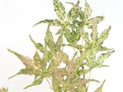 Japanse Esdoorn (Acer Palmatum 'Ukigumo') -Tuinplantenwinkel acer palm. ukigumo 1