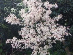 Japanse Esdoorn (Acer Palmatum 'Ukigumo') -Tuinplantenwinkel acer palm. ukigumo 2