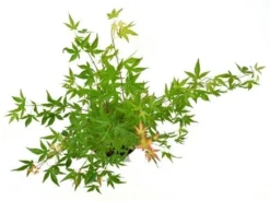 Japanse Esdoorn (Acer Palmatum 'Wilson's Pink Dwarf') -Tuinplantenwinkel acer palm. wilson pink dwarf c3 3