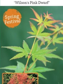 Japanse Esdoorn (Acer Palmatum 'Wilson's Pink Dwarf') -Tuinplantenwinkel acer palm. wilson s pink dwarf c3 1