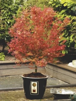 Japanse Esdoorn (Acer Palmatum 'Wilson's Pink Dwarf') -Tuinplantenwinkel acer palm. wilson s pink dwarf c3 2