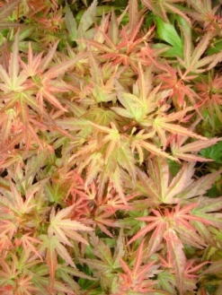 Japanse Esdoorn (Acer Palmatum 'Wilson's Pink Dwarf') -Tuinplantenwinkel acer palm. wilson s pink dwarf c3 3