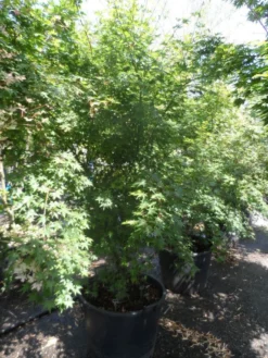 Japanse Esdoorn (Acer Palmatum) -Tuinplantenwinkel acer palmatum 200 250 300 c130