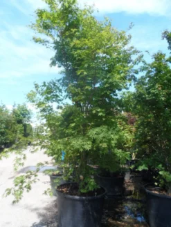 Japanse Esdoorn (Acer Palmatum) -Tuinplantenwinkel acer palmatum 250 300 c500