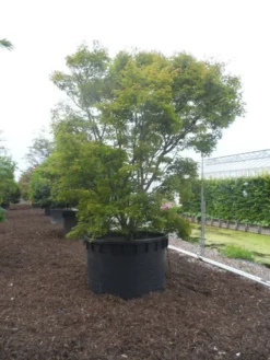 Japanse Esdoorn (Acer Palmatum) -Tuinplantenwinkel acer palmatum 350 400 c1000
