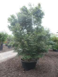 Japanse Esdoorn (Acer Palmatum) -Tuinplantenwinkel acer palmatum 350 400 c500