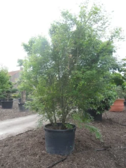 Japanse Esdoorn (Acer Palmatum) -Tuinplantenwinkel acer palmatum 350 400 c500 2