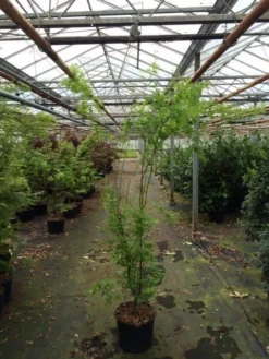 Japanse Esdoorn (Acer Palmatum 'Aoyagi') -Tuinplantenwinkel acer palmatum aoyagi 175 200