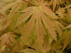 Japanse Esdoorn (Acer Palmatum 'Ariadne') -Tuinplantenwinkel acer palmatum ariadne 1
