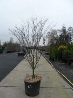 Japanse Esdoorn (Acer Palmatum 'Atropurpureum') -Tuinplantenwinkel acer palmatum atropurpureum 200 250 c110