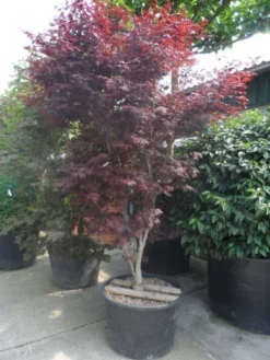 Japanse Esdoorn (Acer Palmatum 'Atropurpureum') -Tuinplantenwinkel acer palmatum atropurpureum 250 300 c285