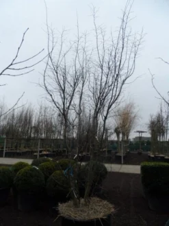 Japanse Esdoorn (Acer Palmatum 'Atropurpureum') -Tuinplantenwinkel acer palmatum atropurpureum 300 350 c350 1