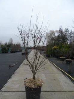 Japanse Esdoorn (Acer Palmatum 'Fireglow') 27 Japanse Esdoorn (Acer Palmatum 'Fireglow') -Tuinplantenwinkel acer palmatum atropurpureum fireglow 200 250 c110