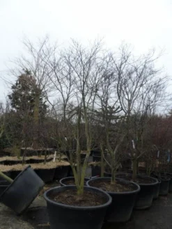 Japanse Esdoorn (Acer Palmatum 'Fireglow') 26 Japanse Esdoorn (Acer Palmatum 'Fireglow') -Tuinplantenwinkel acer palmatum atropurpureum fireglow 250 300 c500