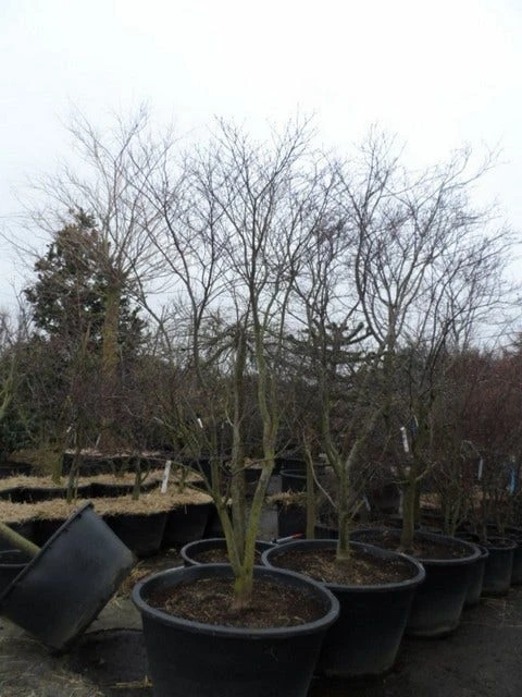 Japanse Esdoorn (Acer Palmatum 'Fireglow') 13 Japanse Esdoorn (Acer Palmatum 'Fireglow') - Afbeelding 13