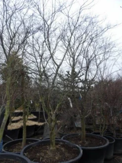 Japanse Esdoorn (Acer Palmatum 'Fireglow') -Tuinplantenwinkel acer palmatum atropurpureum fireglow 250 300 c500 2 1