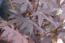 Japanse Esdoorn (Acer Palmatum 'Bloodgood') -Tuinplantenwinkel acer palmatum bloodgood 2 1