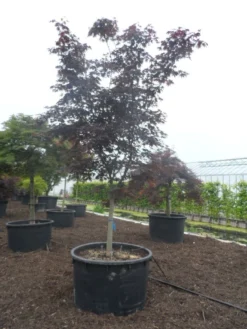 Japanse Esdoorn (Acer Palmatum 'Bloodgood') -Tuinplantenwinkel acer palmatum bloodgood halfstam c750
