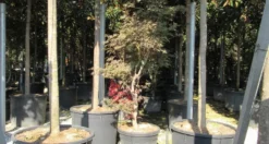 Japanse Esdoorn (Acer Palmatum 'Butterfly') -Tuinplantenwinkel acer palmatum butterfly 100 125