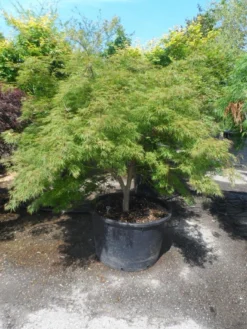 Japanse Esdoorn (Acer Palmatum 'Dissectum') -Tuinplantenwinkel acer palmatum dissectum 125 150 175 c200 struikvorm extra 1