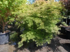 Japanse Esdoorn (Acer Palmatum 'Dissectum') -Tuinplantenwinkel acer palmatum dissectum 125 150 175 c200 struikvorm extra 2