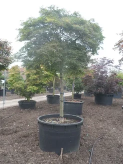 Japanse Esdoorn (Acer Palmatum 'Dissectum') -Tuinplantenwinkel acer palmatum dissectum 25 30ho c750 2