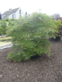 Japanse Esdoorn (Acer Palmatum 'Dissectum') -Tuinplantenwinkel acer palmatum dissectum halfstam c750 solitair extra 4