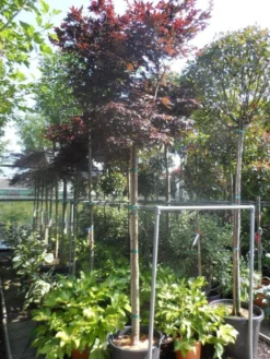 Japanse Esdoorn (Acer Palmatum 'Fireglow') 22 Japanse Esdoorn (Acer Palmatum 'Fireglow') -Tuinplantenwinkel acer palmatum fireglow 12 14ho cont