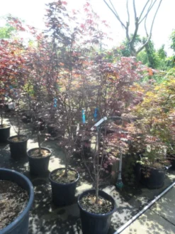Japanse Esdoorn (Acer Palmatum 'Fireglow') -Tuinplantenwinkel acer palmatum fireglow 150 175 c35 1