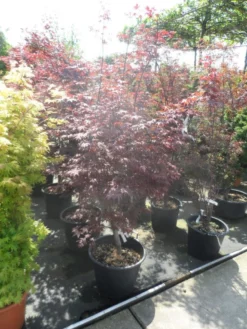 Japanse Esdoorn (Acer Palmatum 'Fireglow') 23 Japanse Esdoorn (Acer Palmatum 'Fireglow') -Tuinplantenwinkel acer palmatum fireglow 150 175 c50