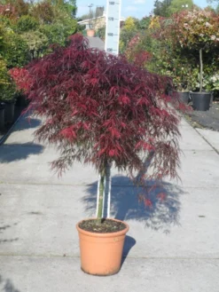 Japanse Esdoorn (Acer Palmatum 'Garnet') -Tuinplantenwinkel acer palmatum garnet halfstam c25