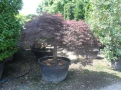 Japanse Esdoorn (Acer Palmatum 'Garnet') -Tuinplantenwinkel acer palmatum garnet halfstam c500 extra