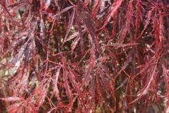 Japanse Esdoorn (Acer Palmatum 'Inabe-shidare') -Tuinplantenwinkel acer palmatum inaba shidare 2